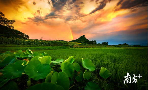 巾峰綠海。成堅(jiān)強(qiáng) 攝