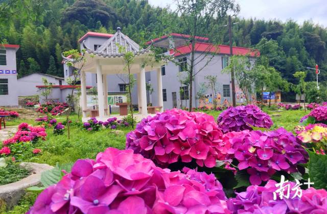 繡球花開。張萍 攝