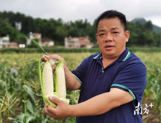四聯(lián)村試點(diǎn)種植水果玉米，走特色產(chǎn)業(yè)發(fā)展道路。