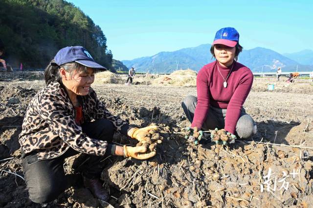 朱崗村水美塘馬蹄種植基地里，村民在采挖馬蹄。張曉欣 攝
