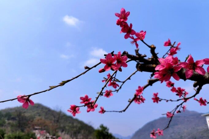 千年古城被一片片粉紅席卷。清遠(yuǎn)日報記者 周璐 攝