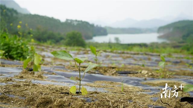 迎風(fēng)搖曳、綠意盎然的五指毛桃種苗。