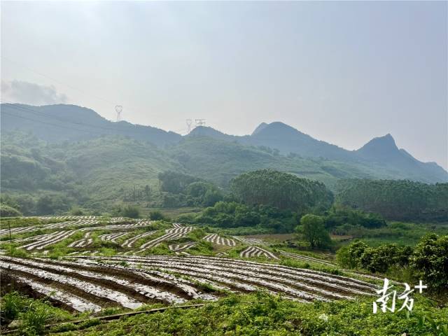 九陂鎮(zhèn)高相村打造的中藥材種植基地。