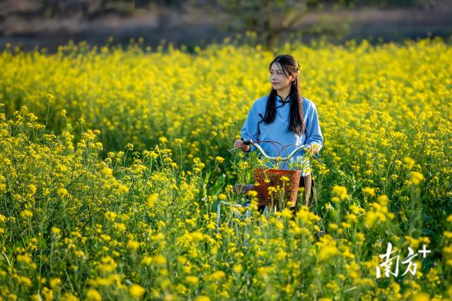 菜心花田。李少輝 攝