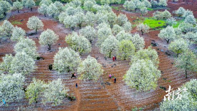 連州梨花。丘貴星 攝