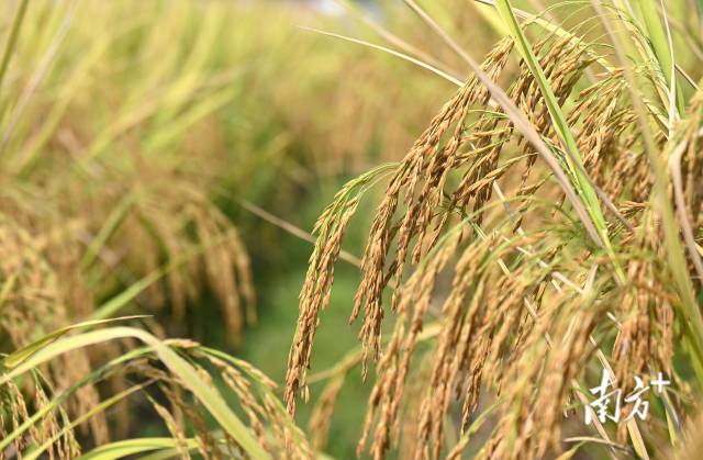 保安鎮(zhèn)建成800畝富硒絲苗米基地和1100畝富硒香芋種植區(qū)，帶動村民增收。黃津 攝