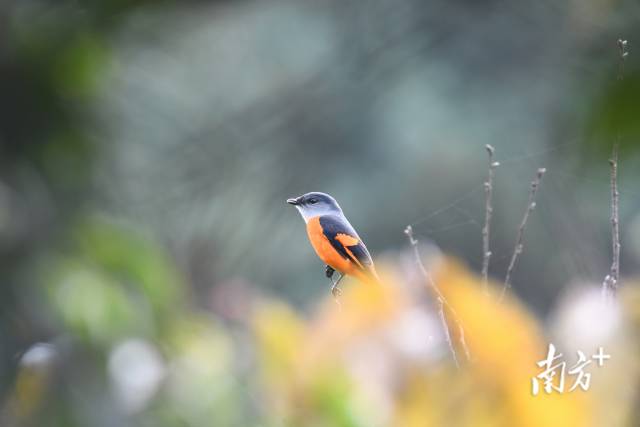 灰喉山椒鳥。伍國儀 攝