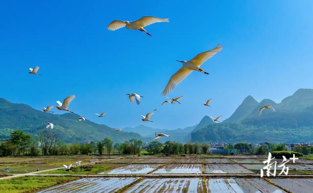 藍天精靈在青山綠水間自由翱翔。羅敏 攝
