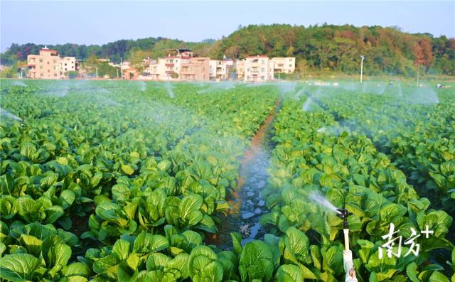 水肥一體化，讓基地每年節(jié)約成本約200萬元。黃津 攝