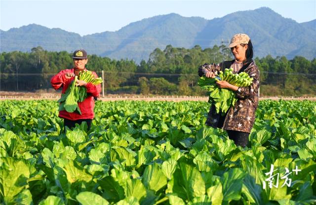 連州菜心。黃津 攝
