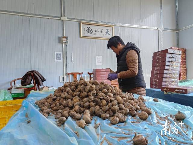 大富頭馬蹄獲評(píng)“嶺南生態(tài)氣候優(yōu)品”。