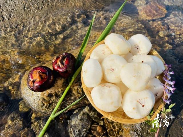 清甜無(wú)渣的大富頭村馬蹄。