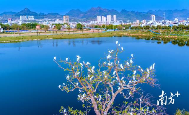 鳥類是“藍(lán)天精靈”，愛鳥護(hù)鳥，人人有責(zé)。羅敏 攝