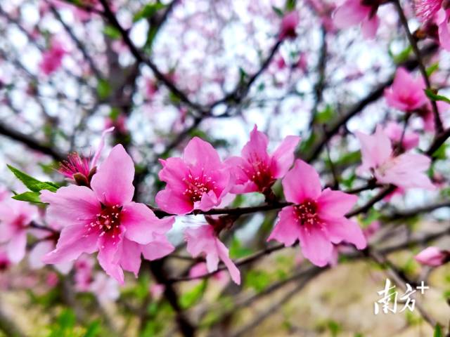 連州桃花花開(kāi)正艷。黃瀅 攝